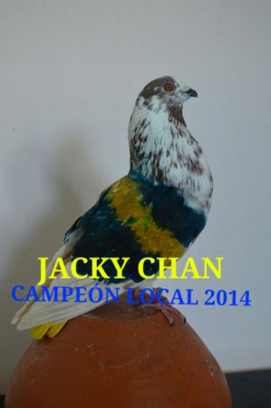 JACKY CHAN CAMPEON LOCAL 2014